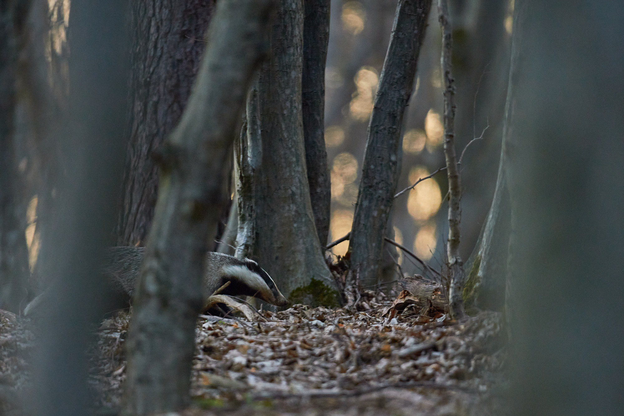 badger in the forest