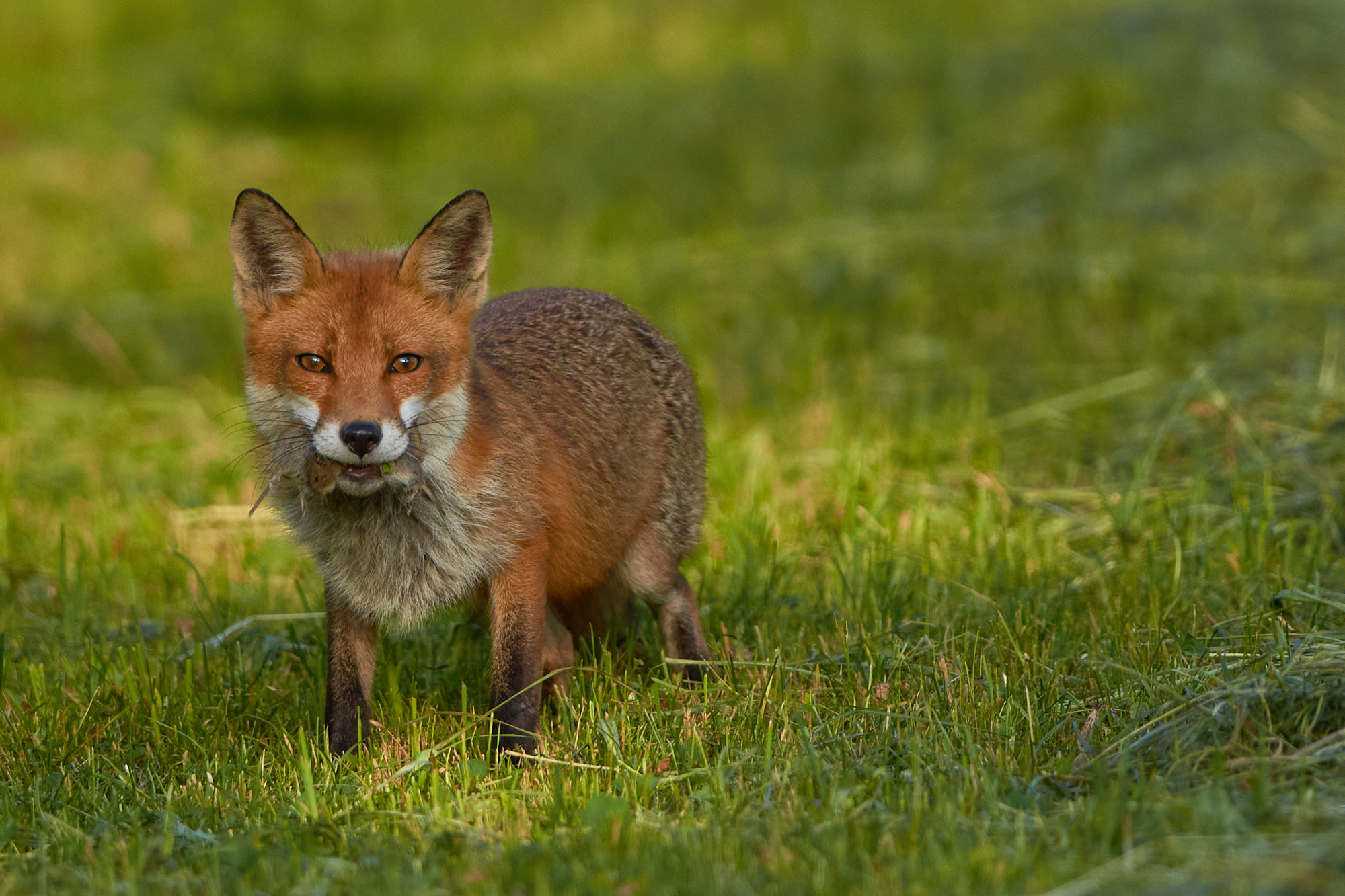 fox with prey