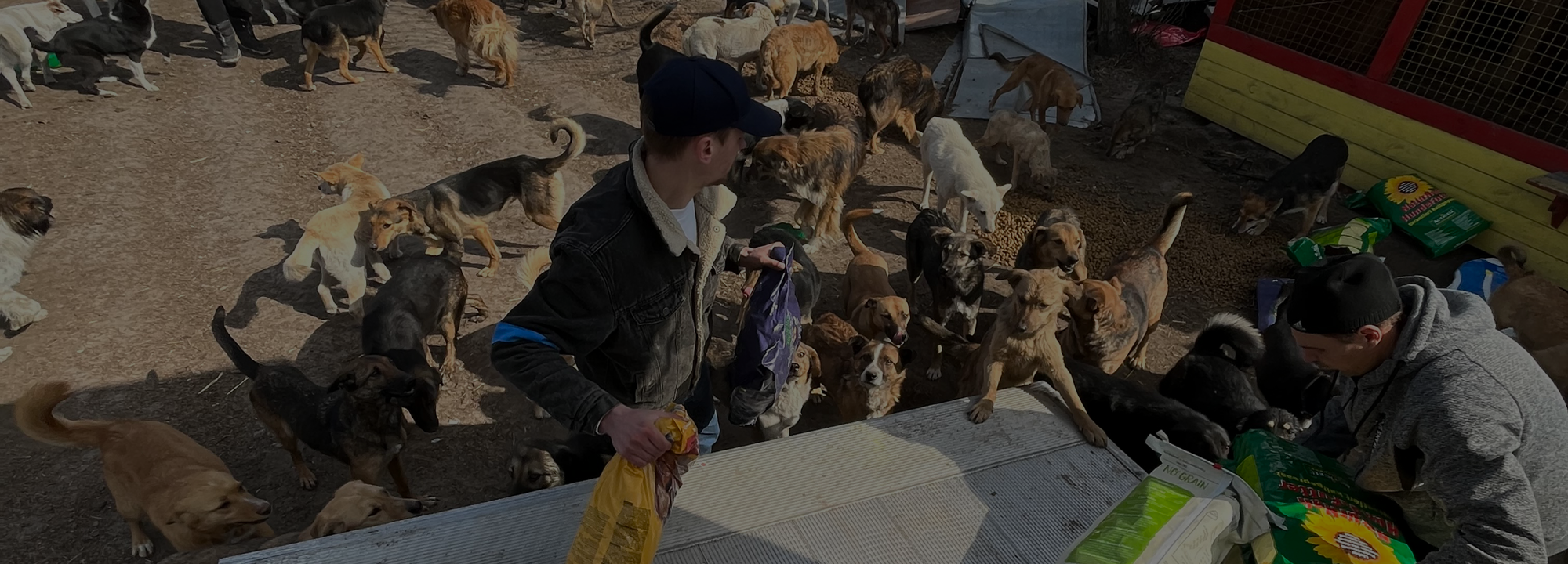 k9 feeding dogs in Ukraine